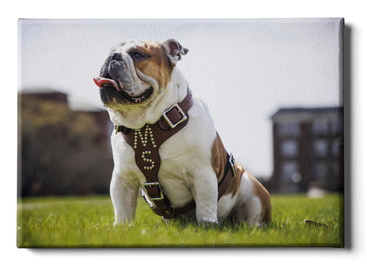 Mississippi State Bully XXII Dak Canvas 24x16